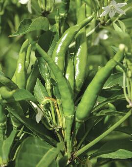 Chilli Sparky 10 seeds